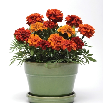 Tagetes patula 'Fireball' (120052)