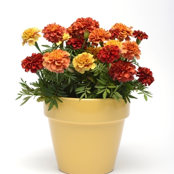 Tagetes patula 'Strawberry Blonde' (120054)