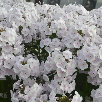 Phlox paniculata 'Fashionably Early Crystal' (120055)