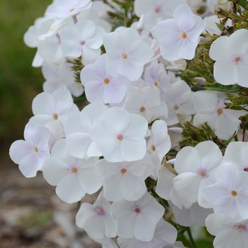 Phlox paniculata 'Fashionably Early Crystal' (120056)