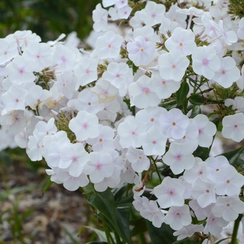 Phlox paniculata 'Fashionably Early Crystal' (120057)