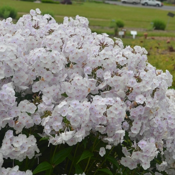 Phlox paniculata 'Fashionably Early Crystal' (120058)