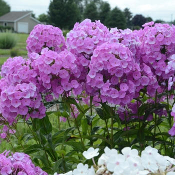 Phlox paniculata 'Fashionably Early Flamingo' (120060)