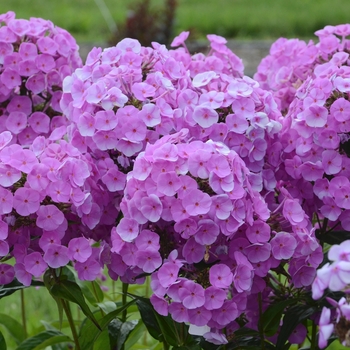 Phlox paniculata 'Fashionably Early Flamingo' (120061)