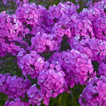 Phlox paniculata 'Fashionably Early Flamingo' (120062)