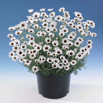 Rhodanthemum hosmariense 'Casablanca' (120066)