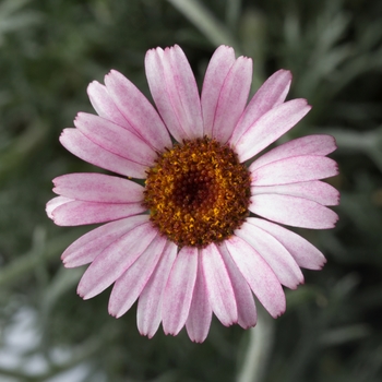 Rhodanthemum hosmariense 'Marrakech' (120068)