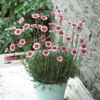 Rhodanthemum hosmariense 'Marrakech' (120069)