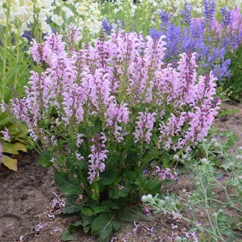 Salvia pratensis Fashionista™ 'Ballerina Pink' (120077)