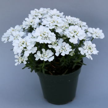 Iberis sempervirens 'Snowsation' (120098)