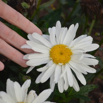 Leucanthemum x superbum 'Spoonful of Sugar' (120099)