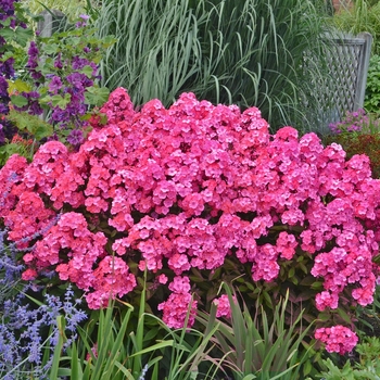 Phlox paniculata Garden Girls™ 'Glamour Girl' (120104)