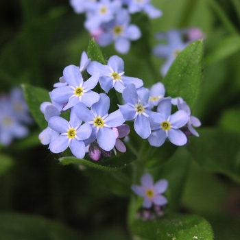 Myosotis scorpioides