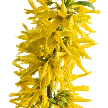 Forsythia x intermedia Show Off® 'Sugar Baby®' (120336)