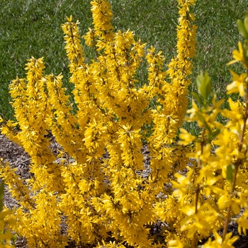 Forsythia x intermedia Show Off® 'Sugar Baby®' (120338)