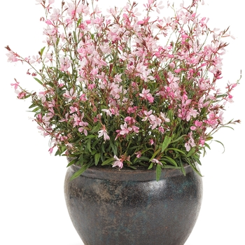 Gaura lindheimeri 'Karalee® Petite Pink' (120340)