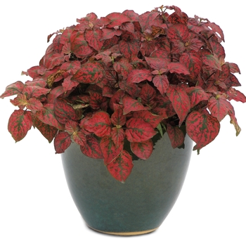 Hypoestes phyllostachya Hippo® 'Red' (120342)