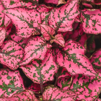 Hypoestes phyllostachya Hippo® 'Rose' (120343)