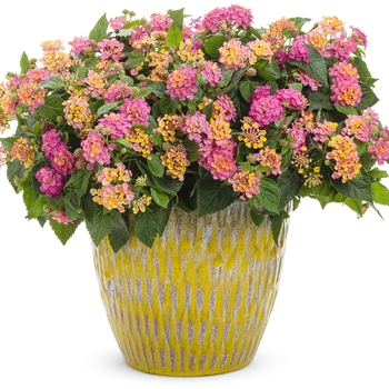 Lantana camara Luscious® 'Royale Cosmo' (120346)