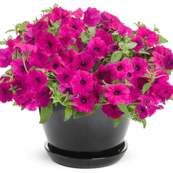 Petunia Supertunia® 'Royal Magenta®' (120388)