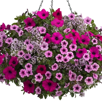 Petunia Supertunia® 'Royal Magenta®' (120389)