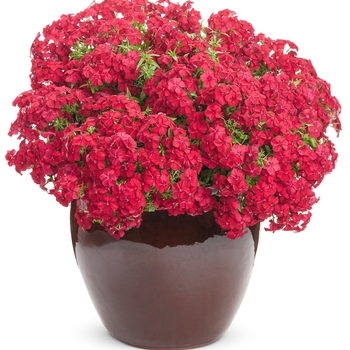 Phlox Intensia® 'Red Hot' (120391)