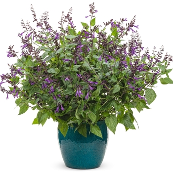 Salvia Rockin'® 'Deep Purple' (120393)