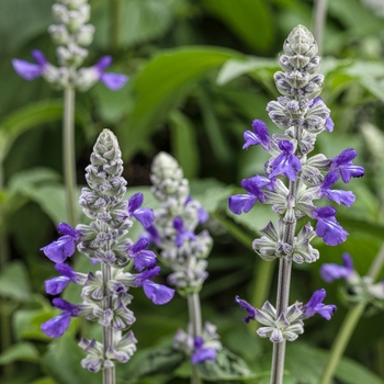 Salvia longispicata x farinacea Rockin® 'Playin' the Blues®' (120395)