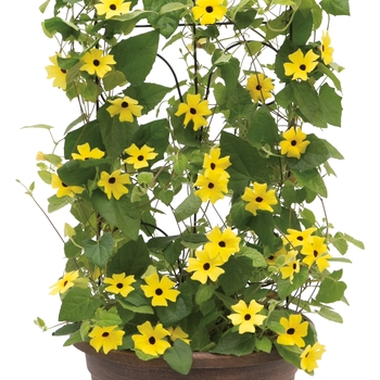 Thunbergia alata 'Lemon A-Peel®' (120397)