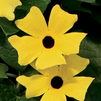 Thunbergia alata 'Lemon A-Peel®' (120398)