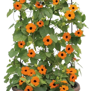 Thunbergia alata 'Orange A-Peel®' (120400)