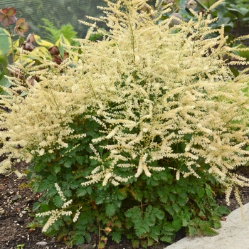 Aruncus 'Chantilly Lace' (120403)