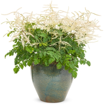 Aruncus 'Chantilly Lace' (120404)