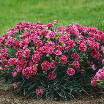 Dianthus Fruit Punch® '' (120464)