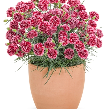 Dianthus Fruit Punch® '' (120466)