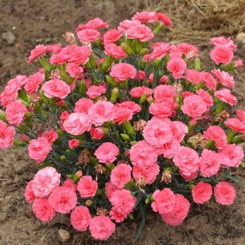 Dianthus Fruit Punch® 'Classic Coral' (120468)