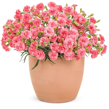 Dianthus Fruit Punch® 'Classic Coral' (120469)