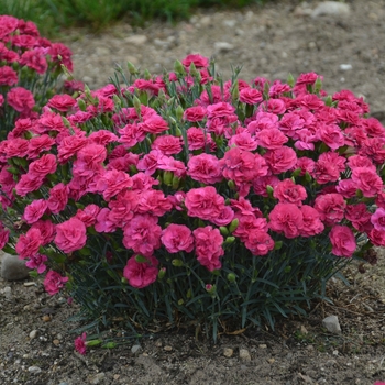 Dianthus Fruit Punch® 'Raspberry Ruffles' (120472)