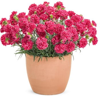 Dianthus Fruit Punch® 'Raspberry Ruffles' (120473)