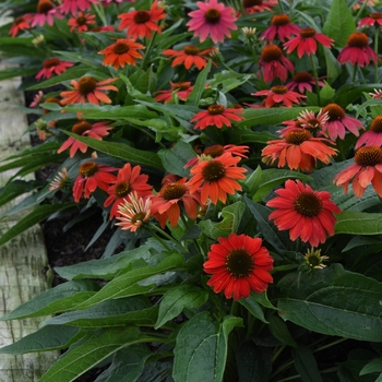 Echinacea Lakota™ 'Santa Fe' (120475)