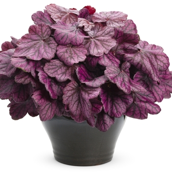 Heuchera Primo™ 'Wild Rose' (120483)