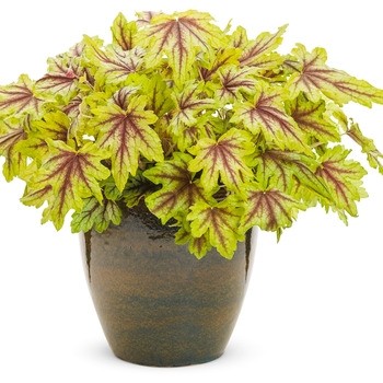 Heucherella Fun and Games® 'Eye Spy' (120486)