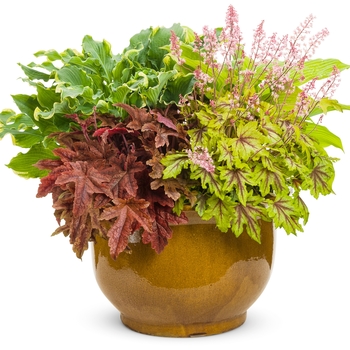 Heucherella Fun and Games® 'Eye Spy' (120487)