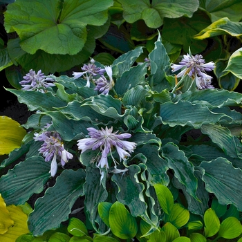 Hosta 'Waterslide' PPAF