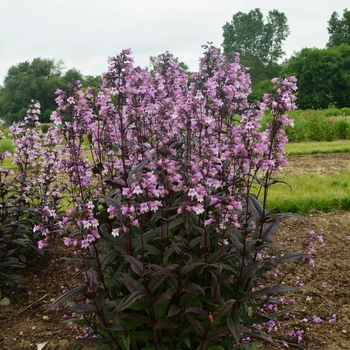 Penstemon 'Midnight Masquerade' (120495)