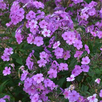 Phlox 'Cloudburst' (120498)