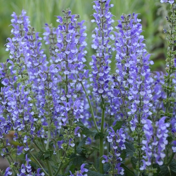 Salvia Color Spires® 'Azure Snow' (120500)