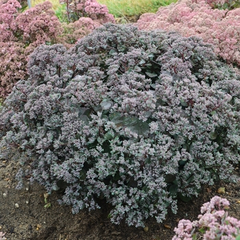 Sedum Rock 'N Grow® 'Superstar' (120507)