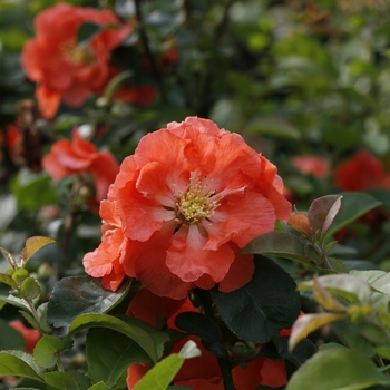 Chaenomeles speciosa Double Take® 'Peach' (120512)