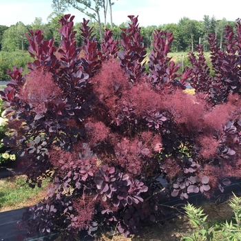 Cotinus coggygria 'Winecraft Black®' (120514)